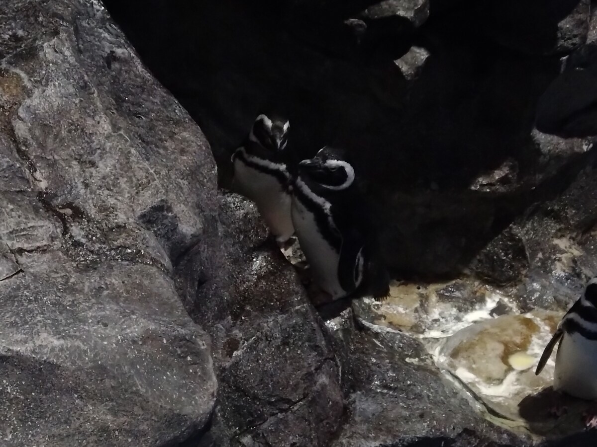 ペンギンの写真