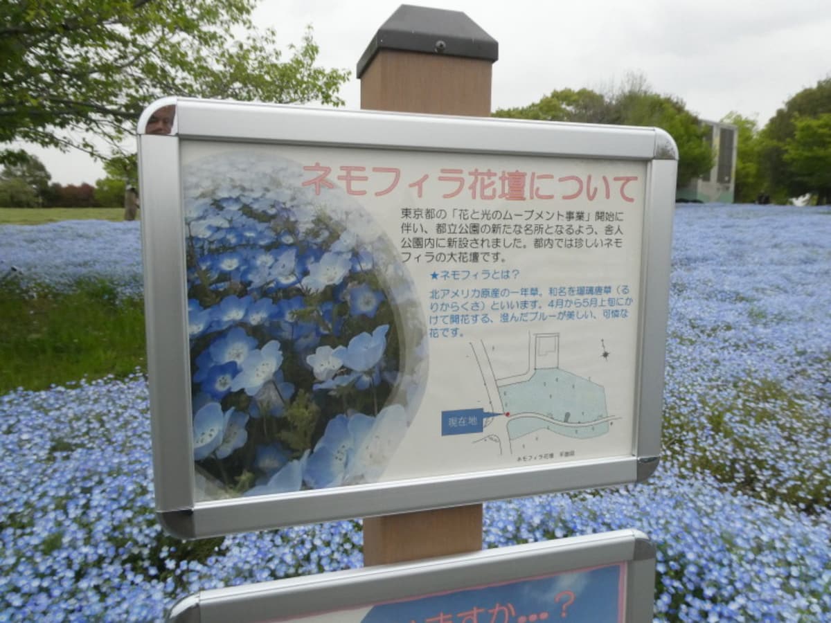 舎人公園のネモフィラの紹介