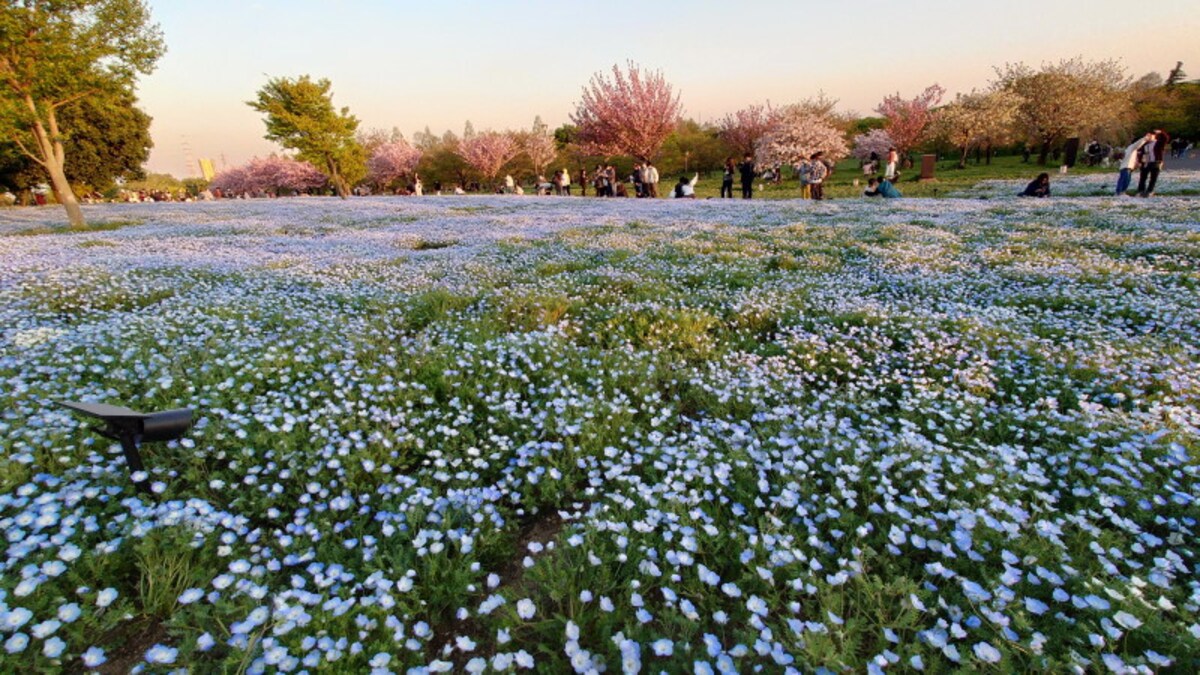 舎人公園のネモフィラと桜（2）
