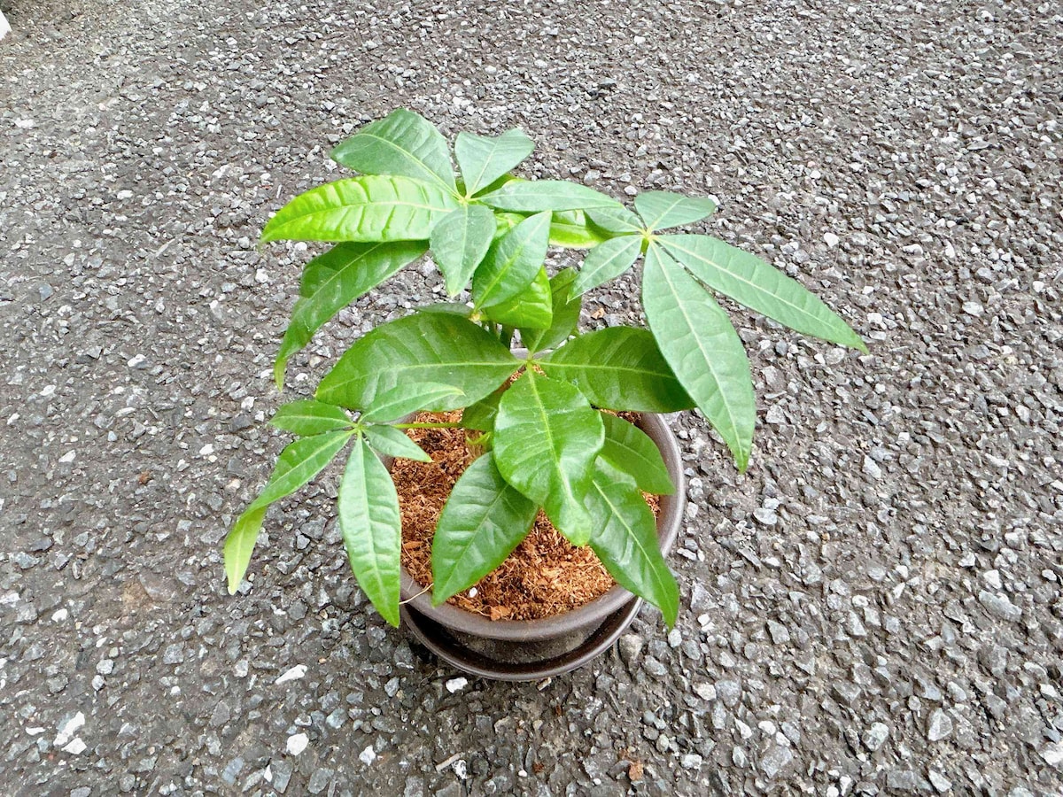 4.植物の苗を取り出して鉢に植える。土が足りない場合は、土を少しずつ追加で入れる