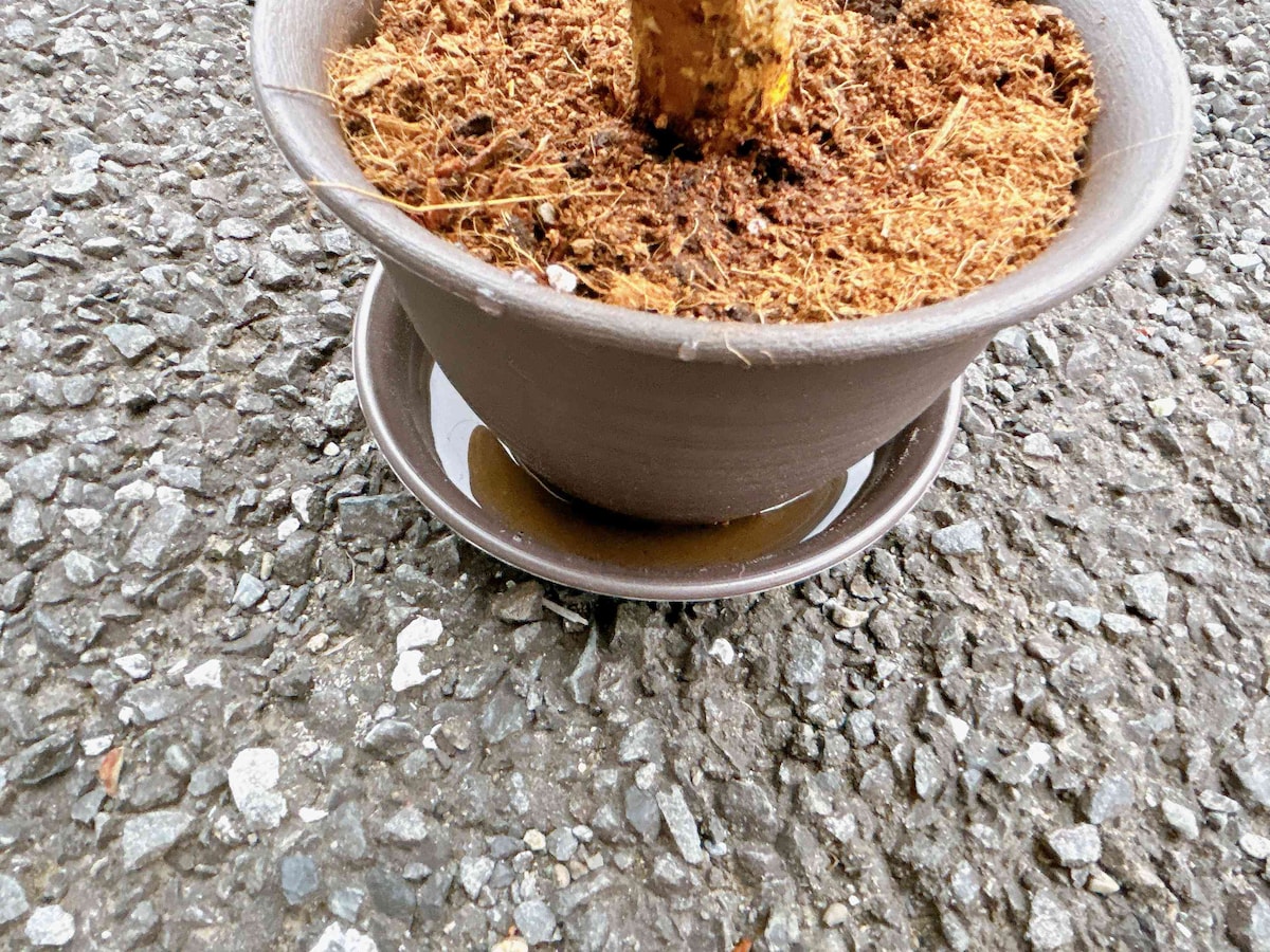 5.園芸用の土が全体的に湿るくらいまで水をかける
