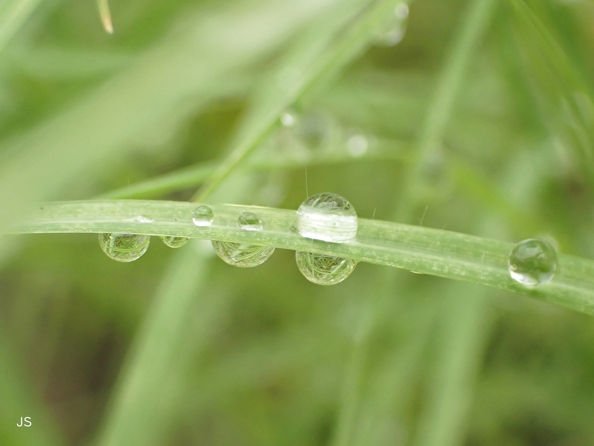 草に付いた水玉