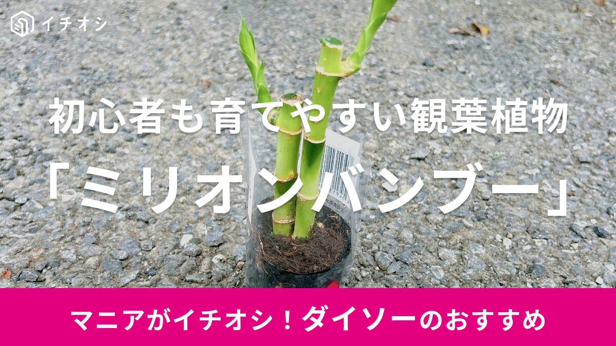 【100均】ダイソーの観葉植物「ミリオンバンブー」の水栽培での育て方！水換えの頻度は？