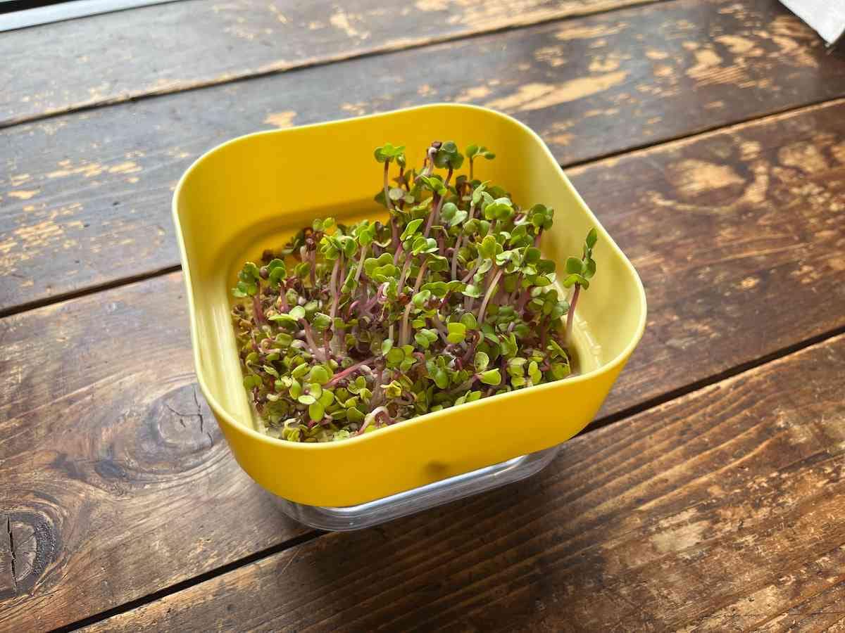 芽の高さが上容器のふちまできたら、覆いをとって光を当てる