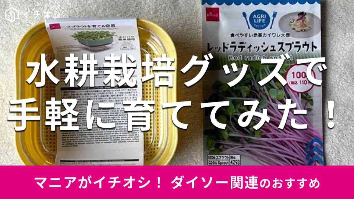 ダイソーの水耕栽培グッズ「スプラウトを育てる容器」（左）、「レッドラディッシュスプラウト」（右）