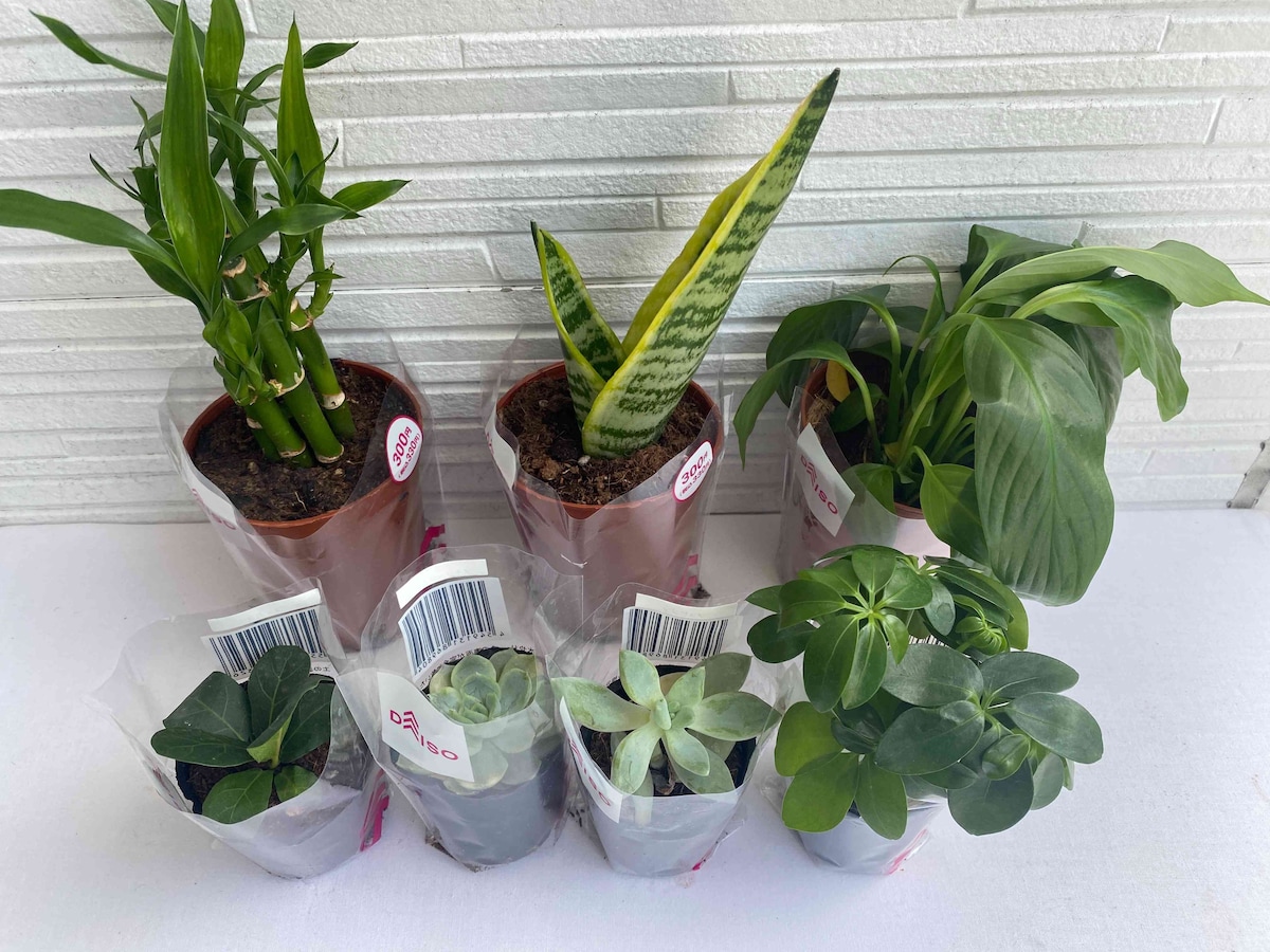 ダイソーにはプチプラで見た目もかわいい観葉植物がたくさん！
