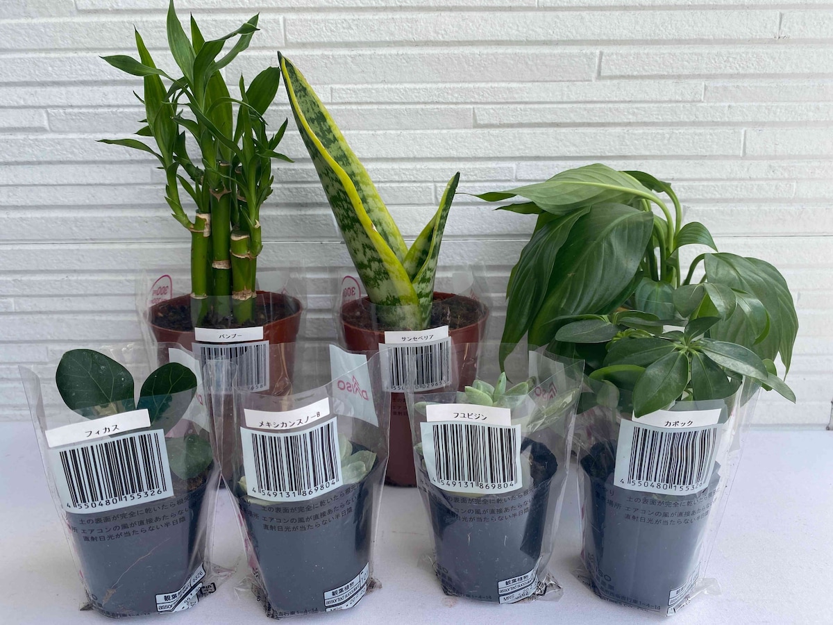 ダイソーで買える観葉植物の種類は？