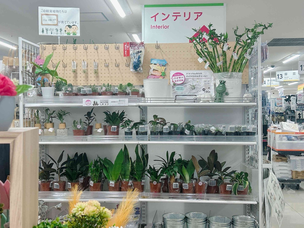 観葉植物はインテリア用品売り場にある