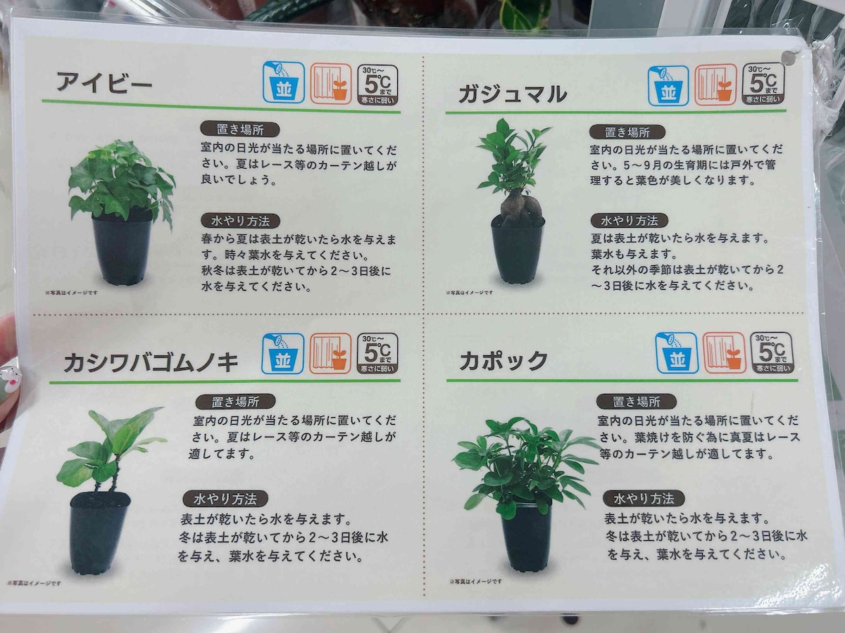 観葉植物コーナーに置かれていた育て方メモ。置き場所や水やりなどについて詳しく書かれている