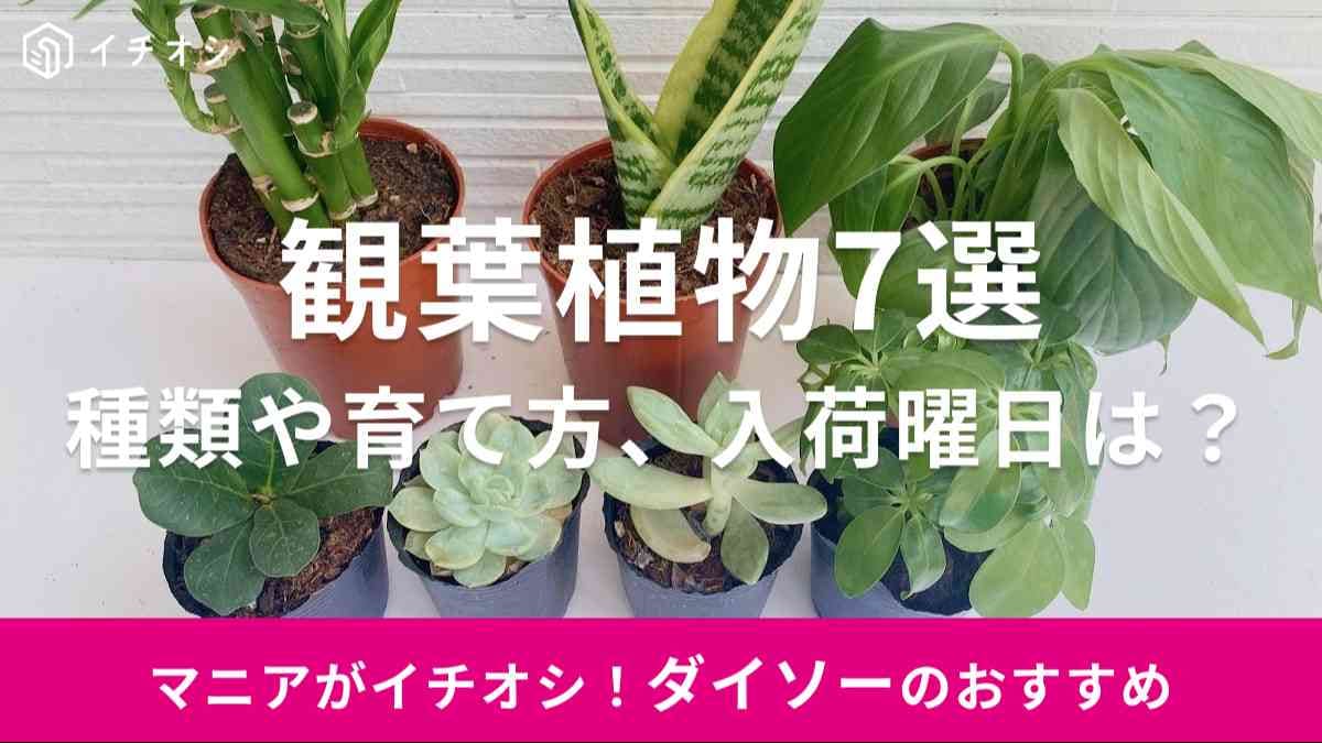 ダイソー　観葉植物