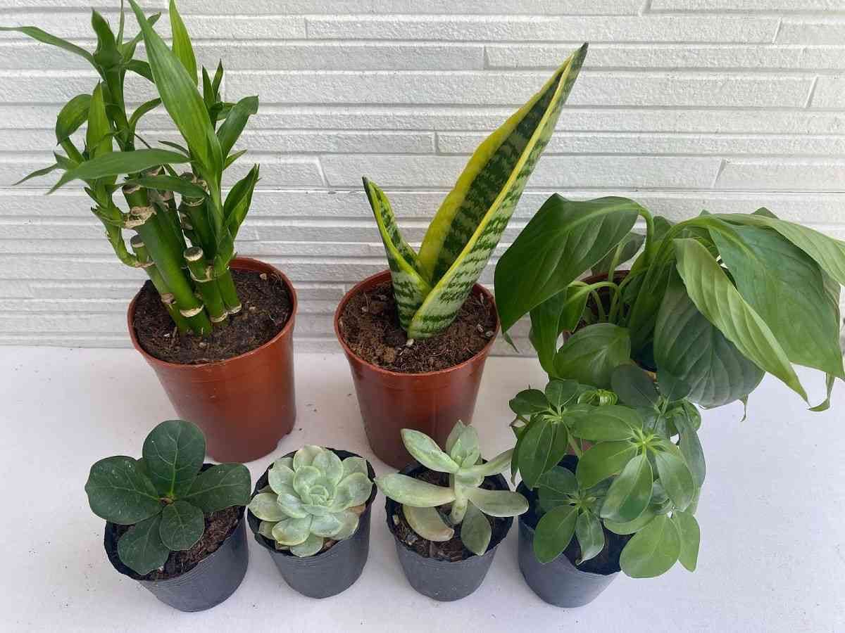 ダイソー　観葉植物