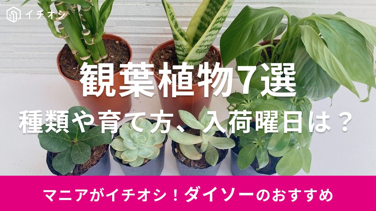 【100均】ダイソーの観葉植物おすすめ7選！入荷曜日や取り扱い店舗は？名前や種類・育て方まとめ