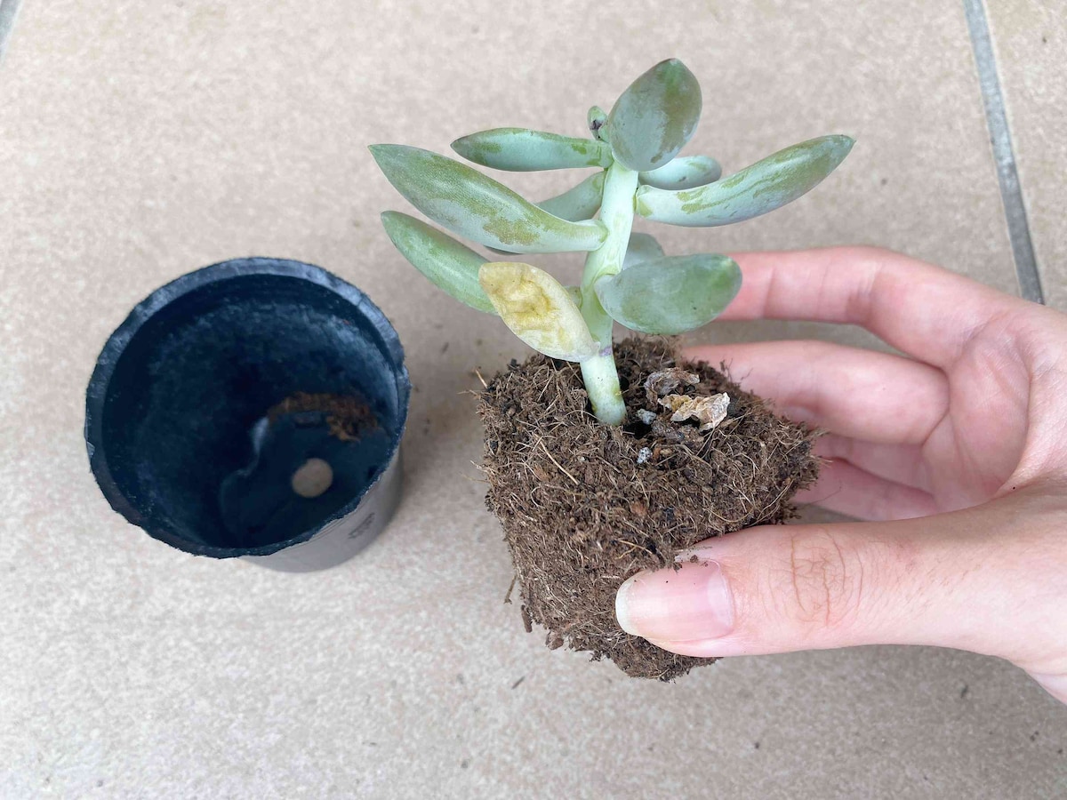4.多肉植物をポットから取り出す
