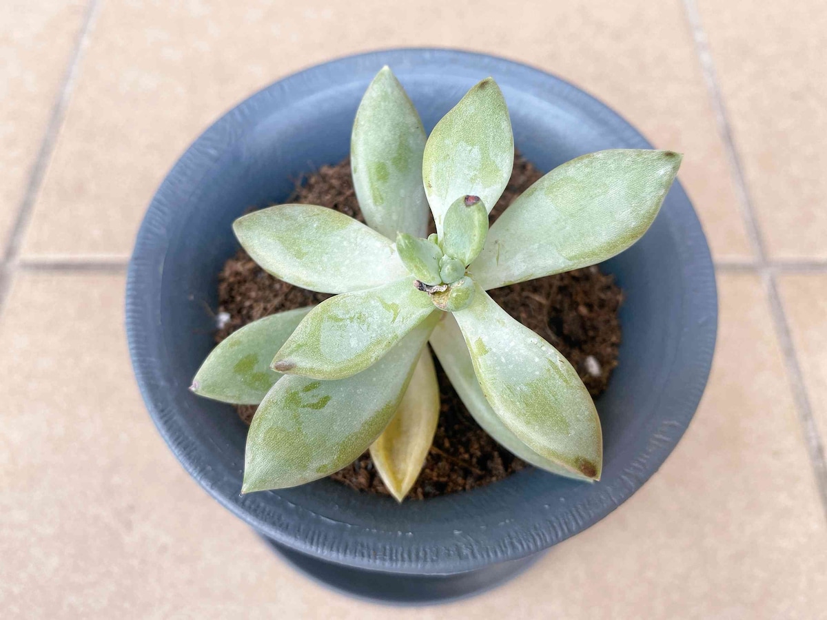 7.植え替え完了！