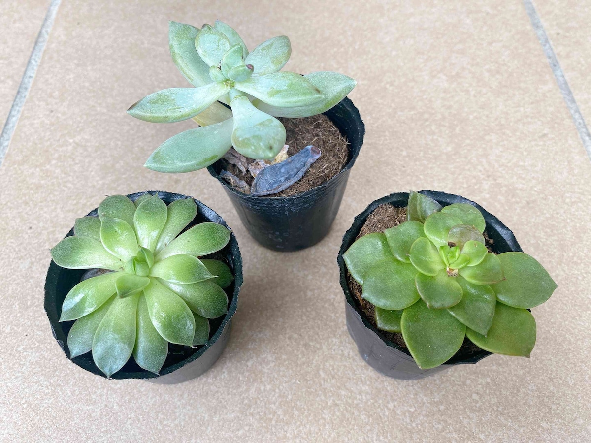 個性豊かな見た目がかわいい多肉植物