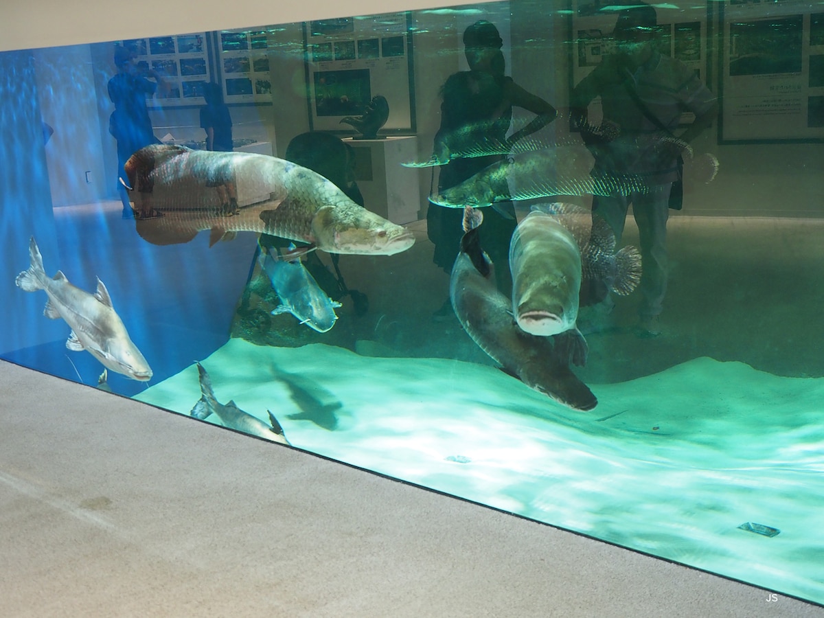 水族館の水槽