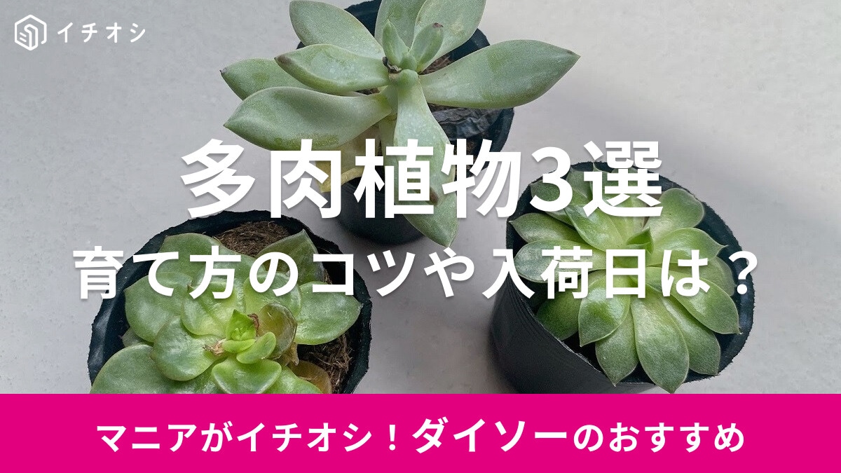 【100均】ダイソーの多肉植物おすすめ3選！育て方のポイントや店舗の売り場・入荷日まとめ