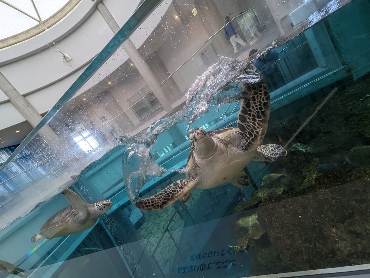 ジャパネットクルーズ