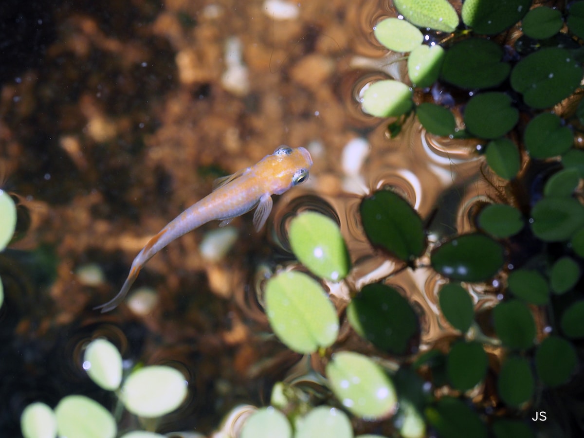 メダカの撮影