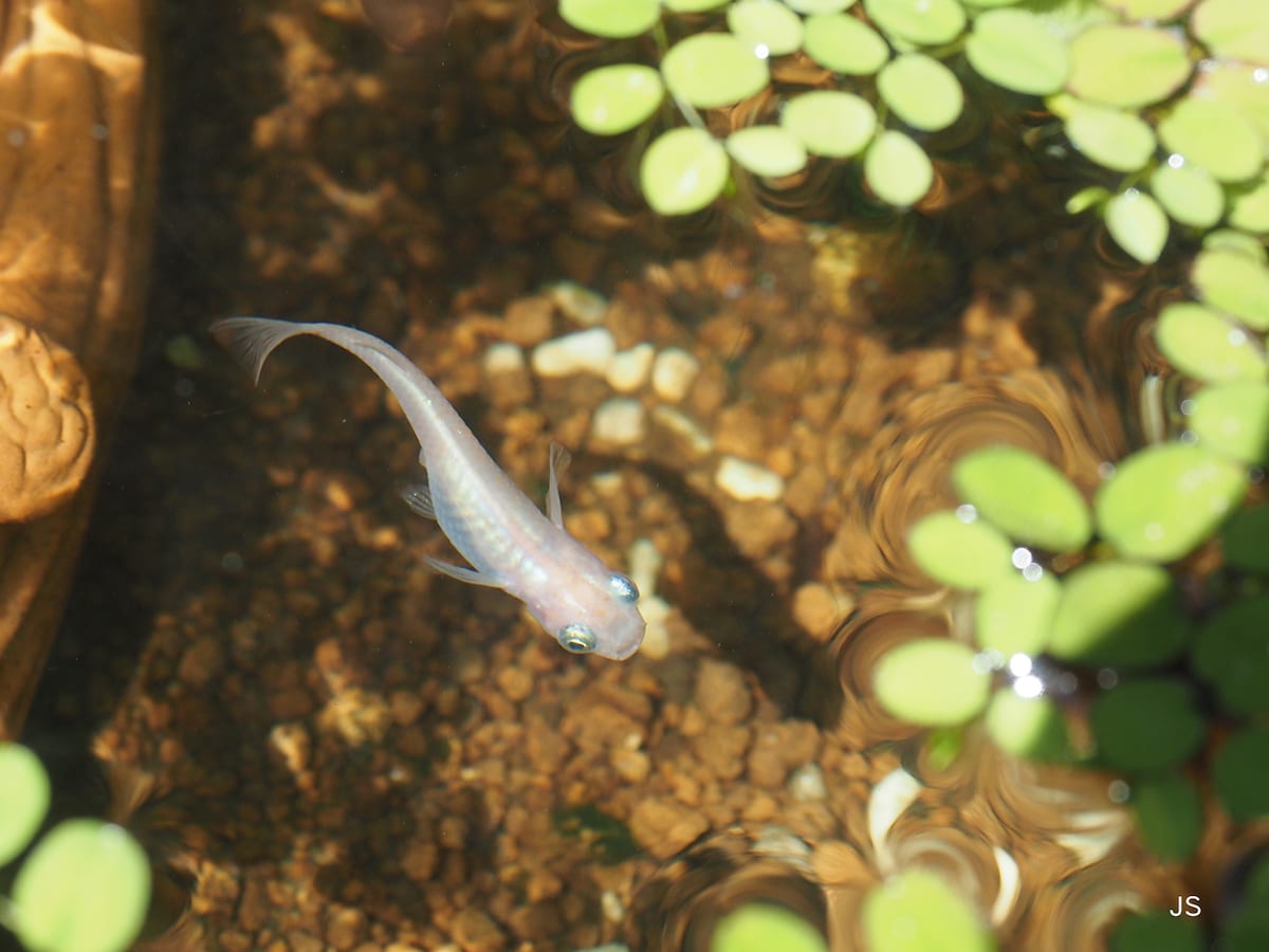 メダカの撮影