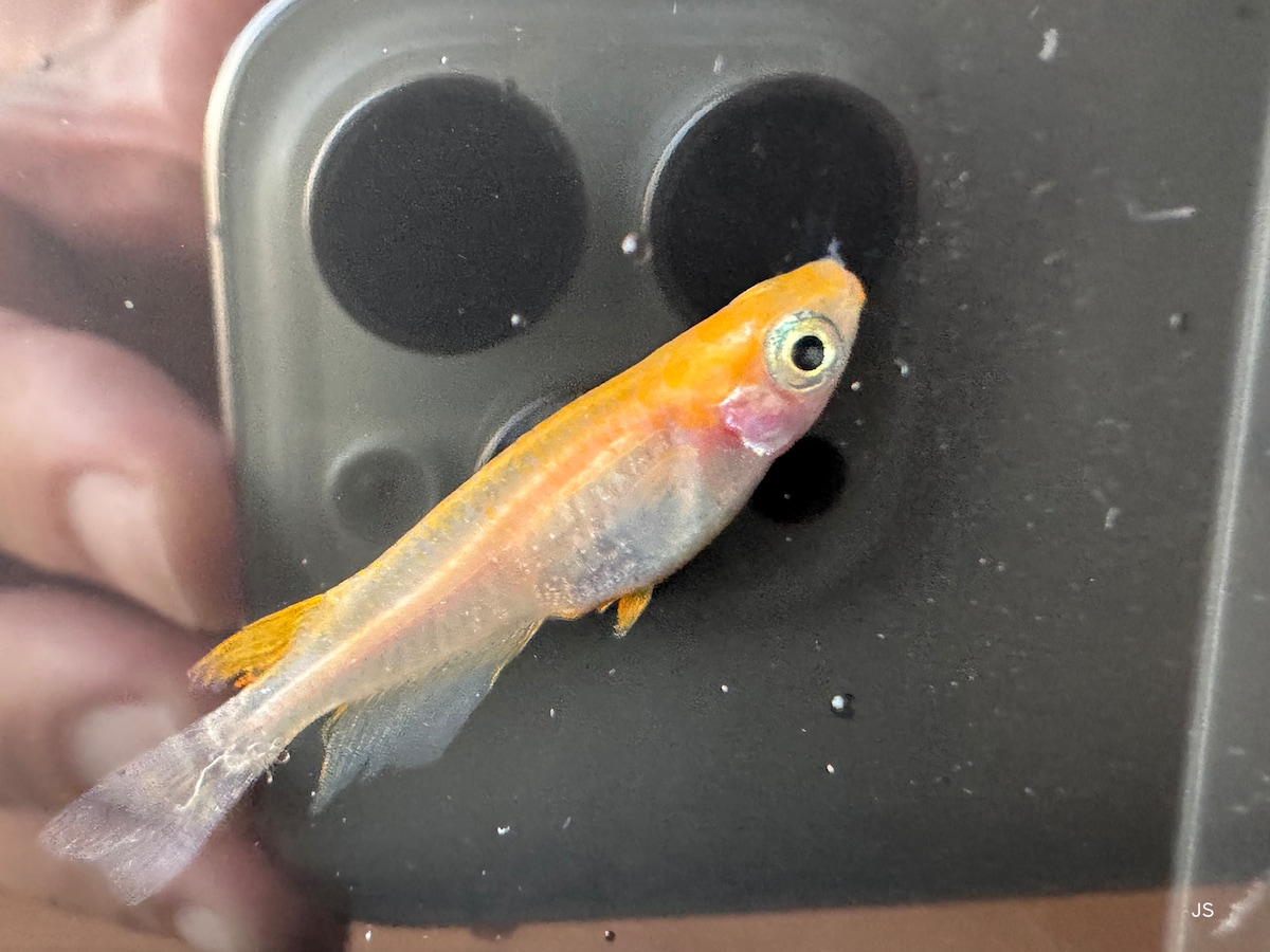 メダカの撮影