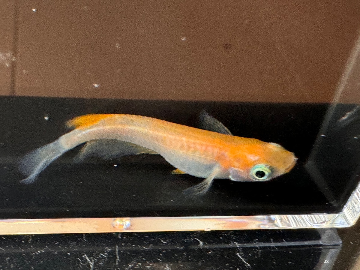 メダカの撮影