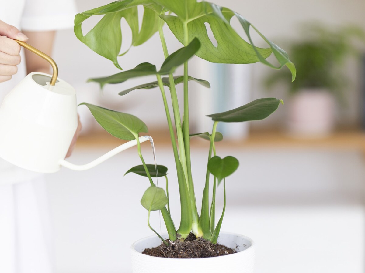 観葉植物の土