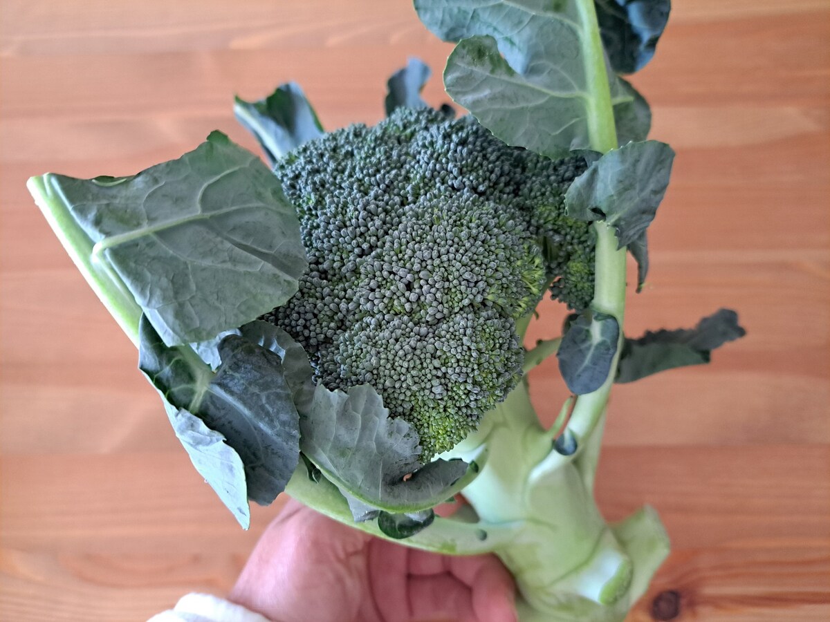 ロピア野菜