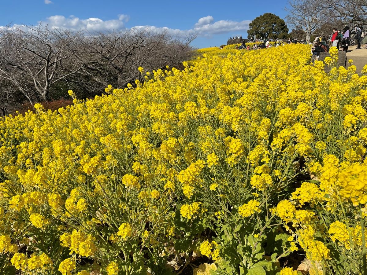吾妻山の菜の花（2023年1月撮影）