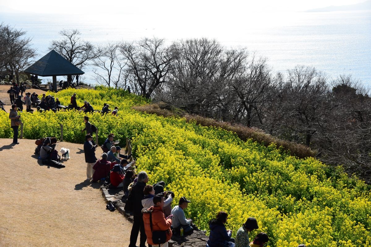 吾妻山の菜の花とその向こうに広がる海