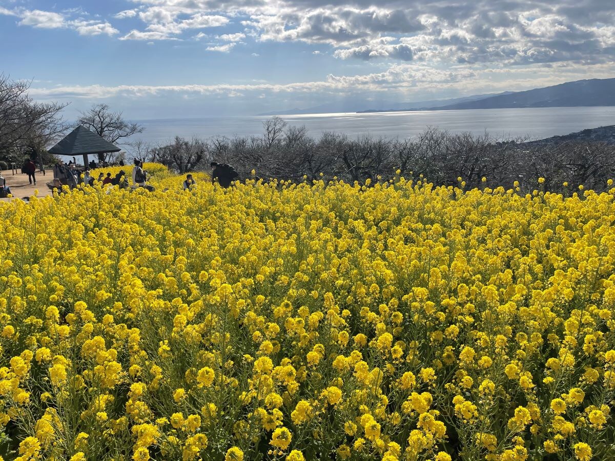 吾妻山の菜の花とその向こうに広がる海（2024年1月撮影）