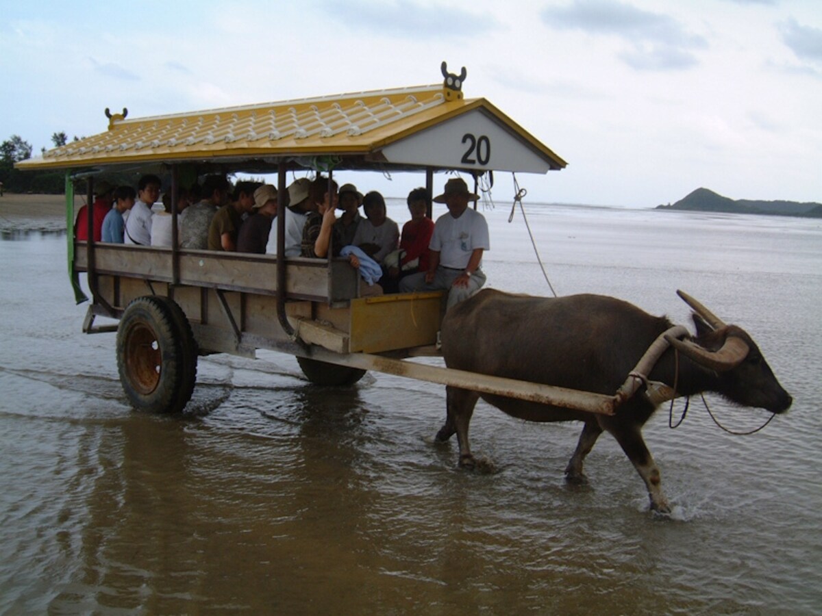 西表島から由布島へ渡る水牛車