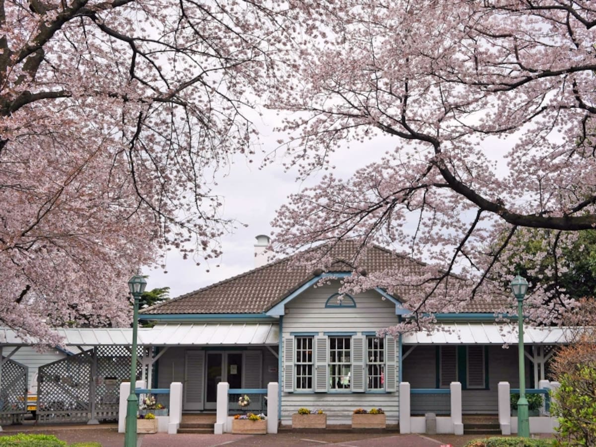 山手公園にあるサクラの木は約30本ですが、通路を覆うように植えてあるので、ボリューム満点（2017年4月7日撮影）