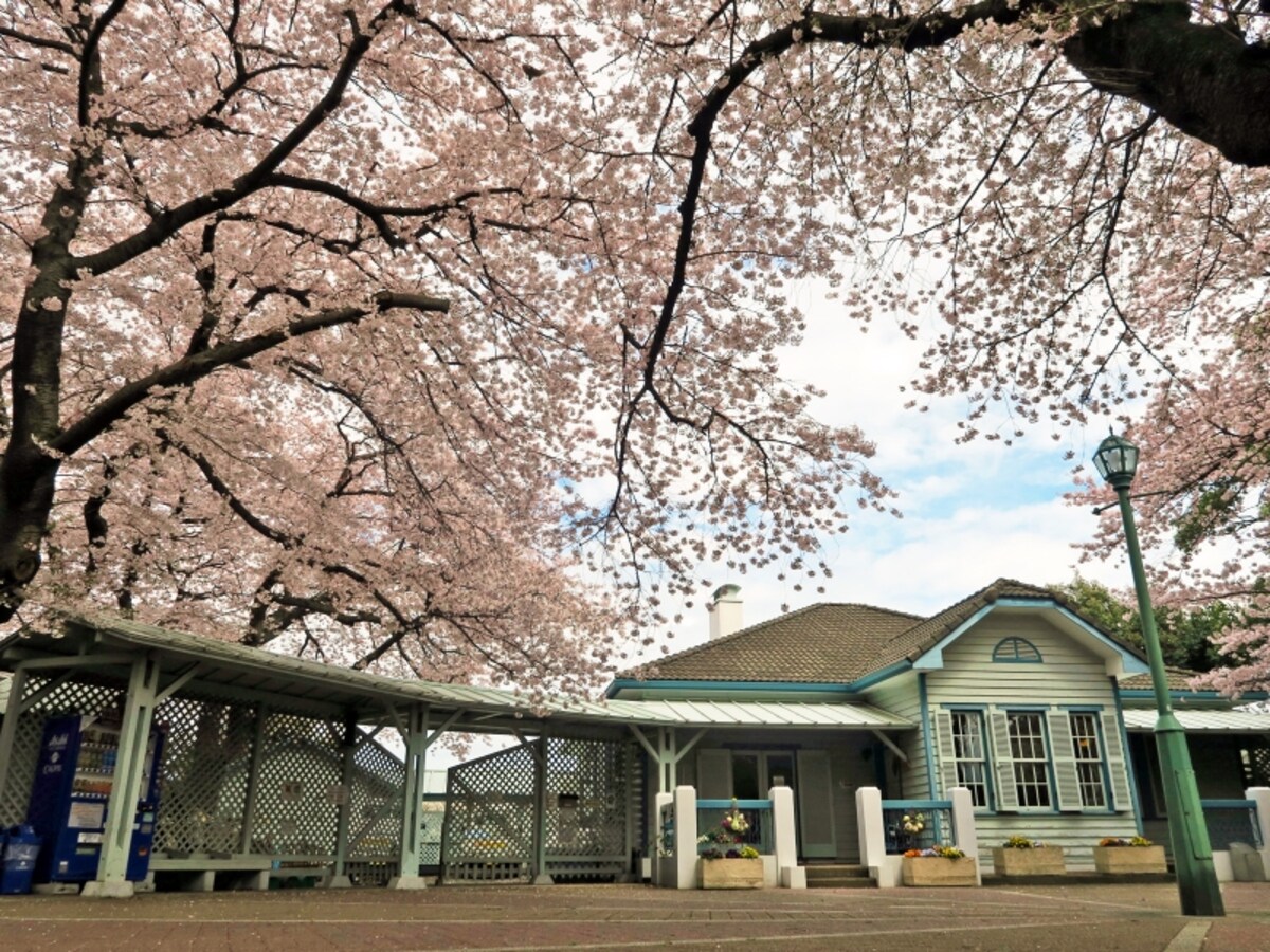 山手公園は穴場のお花見スポット。建物は公園管理センターとなっている歴史的建造物の「山手68番館」（2017年4月7日撮影）