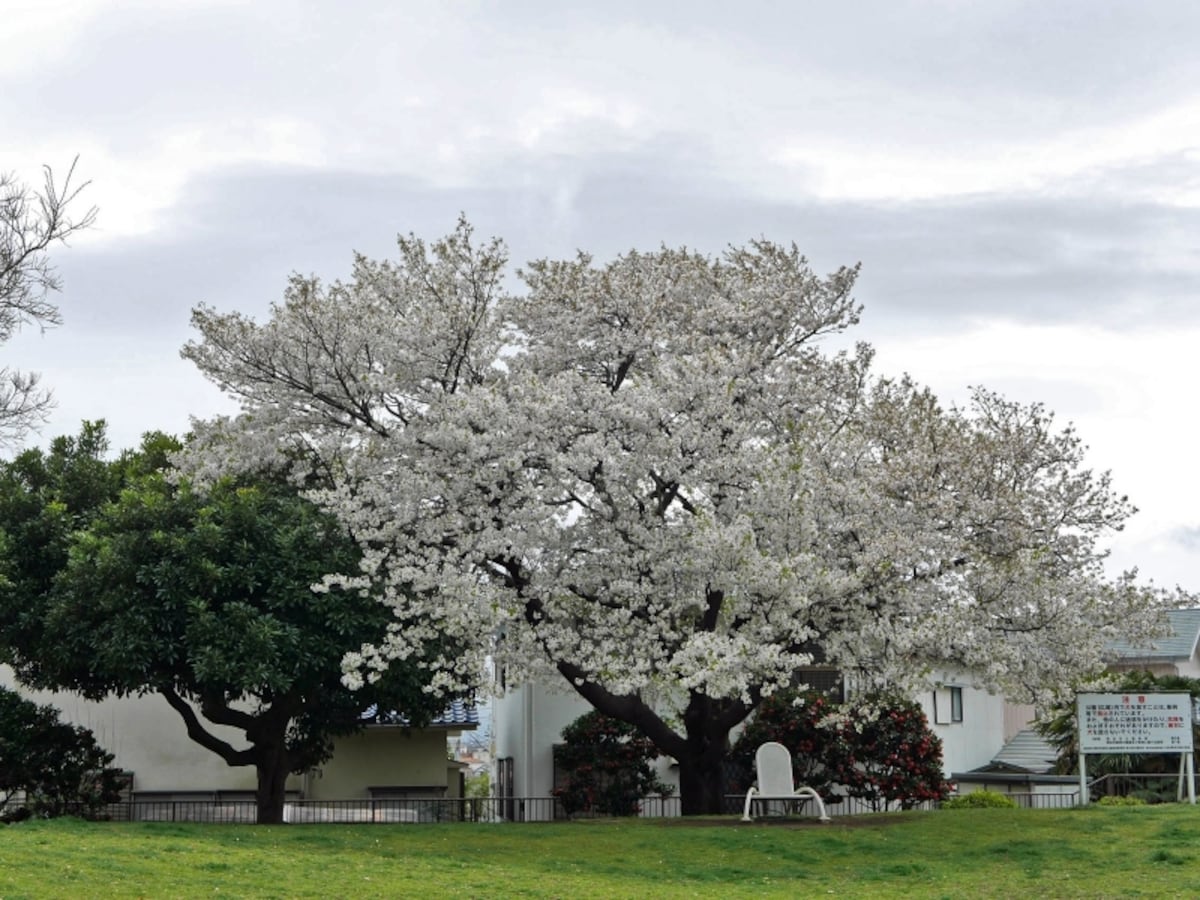 芝生広場が設けられているので、ベンチに座ってお花見が楽しめます（2017年4月7日撮影）