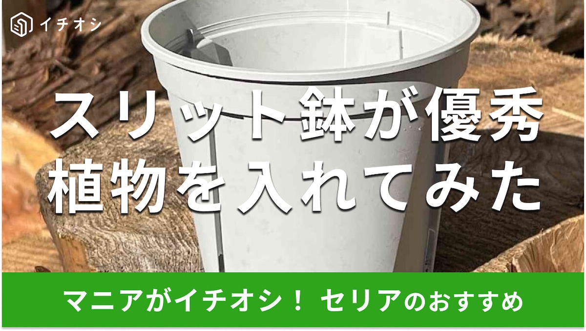 100均セリアの「スリット鉢」は100円でシンプルにおしゃれ＆春夏秋冬おすすめ！大きさと使い方【2025年最新版】