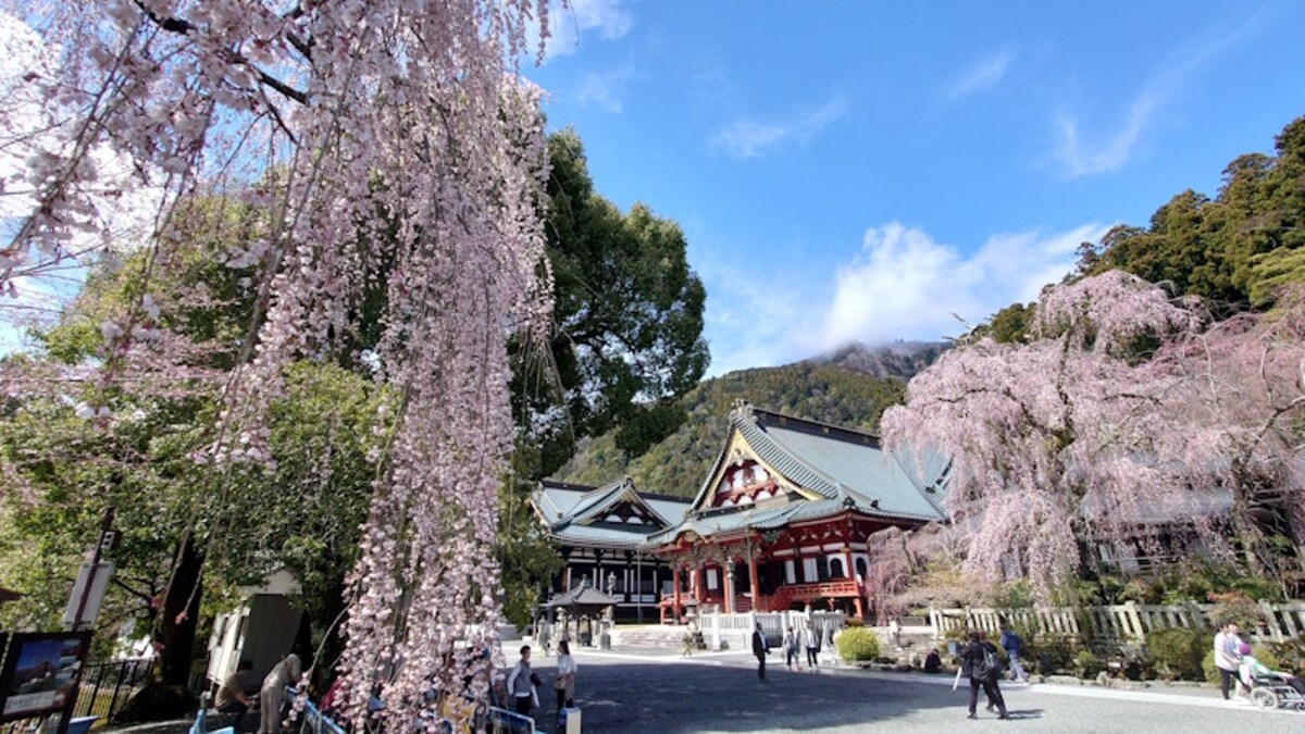 身延山久遠寺のしだれ桜（1）