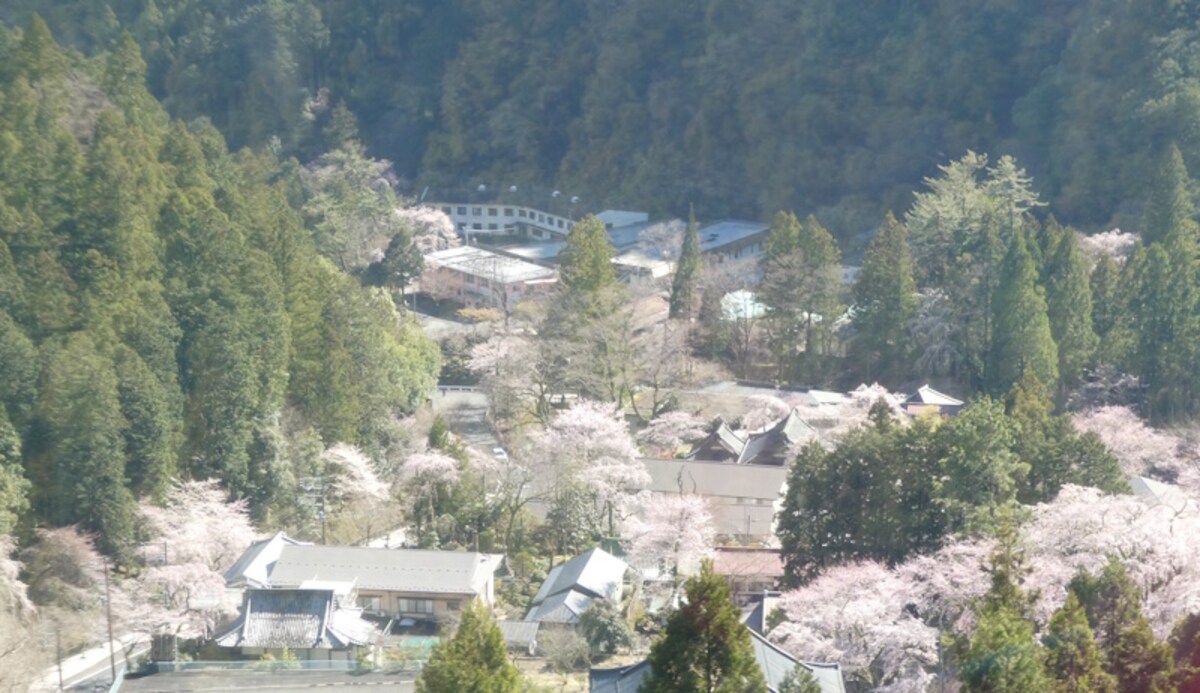 身延山久遠寺の桜（3）