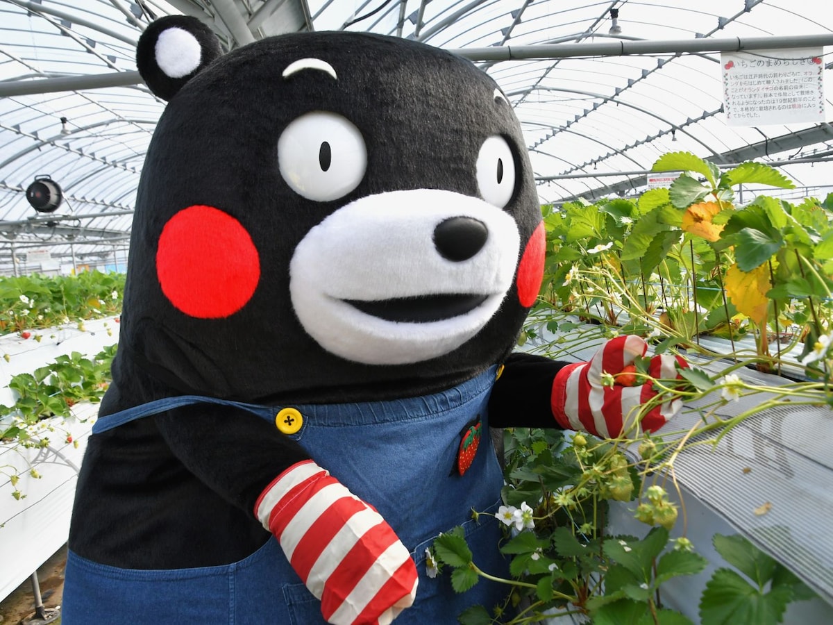 くまモンのほっぺみたいに真っ赤ないちご＝2月8日、熊本県芦北町