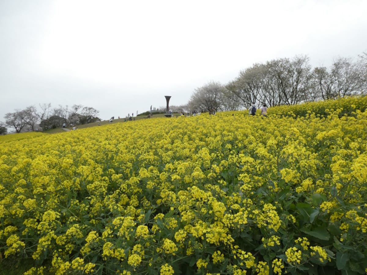 白木峰高原の菜の花畑（1）