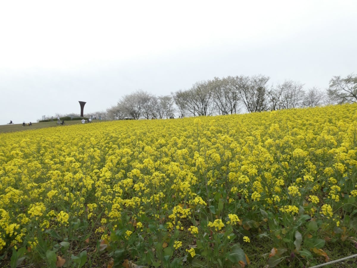 白木峰高原の菜の花畑（2）