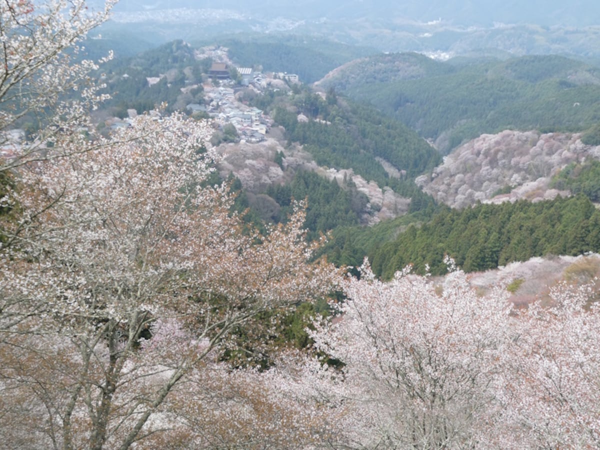 上千本から吉野山の桜を望む(1)