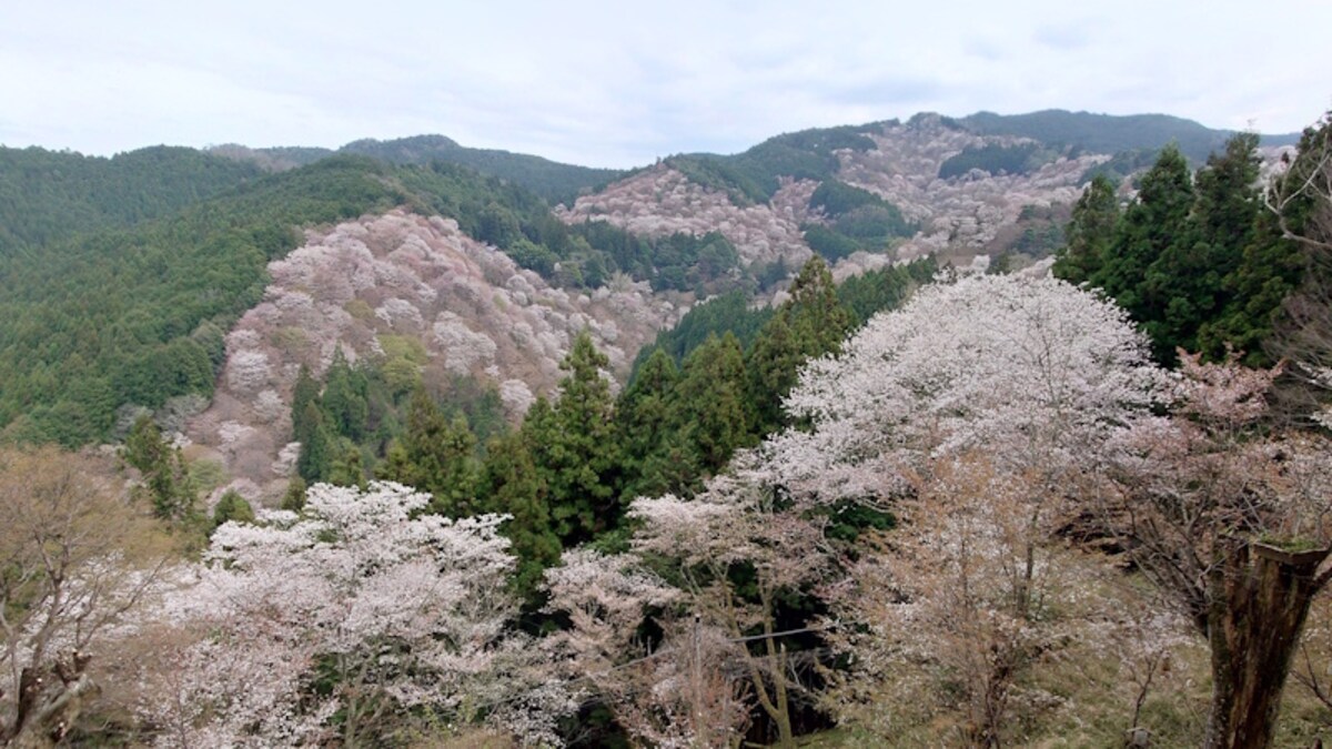 吉水神社・一目千本(1)