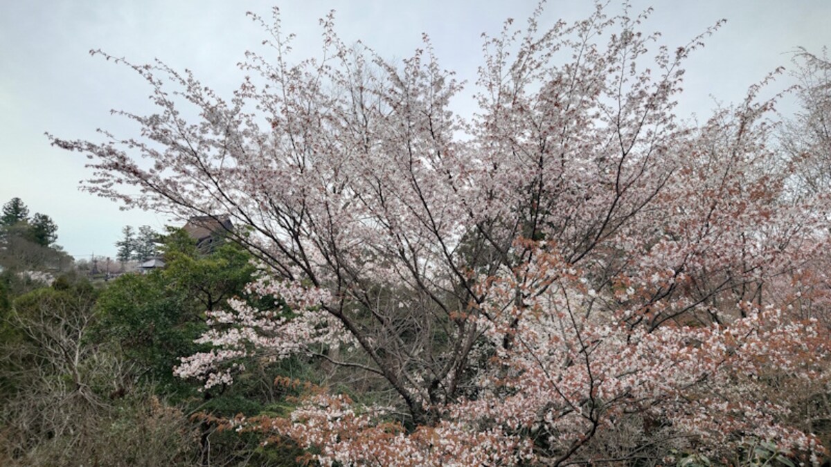 吉水神社(4)