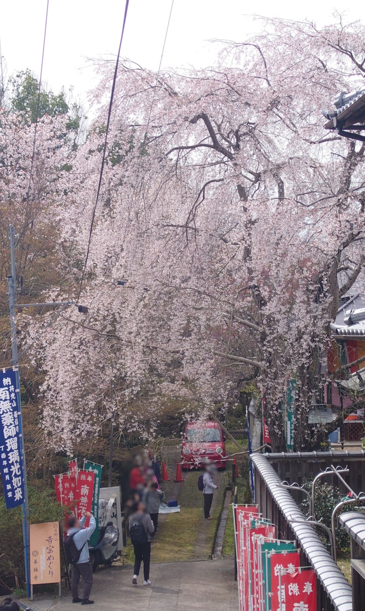 善福寺のしだれ桜