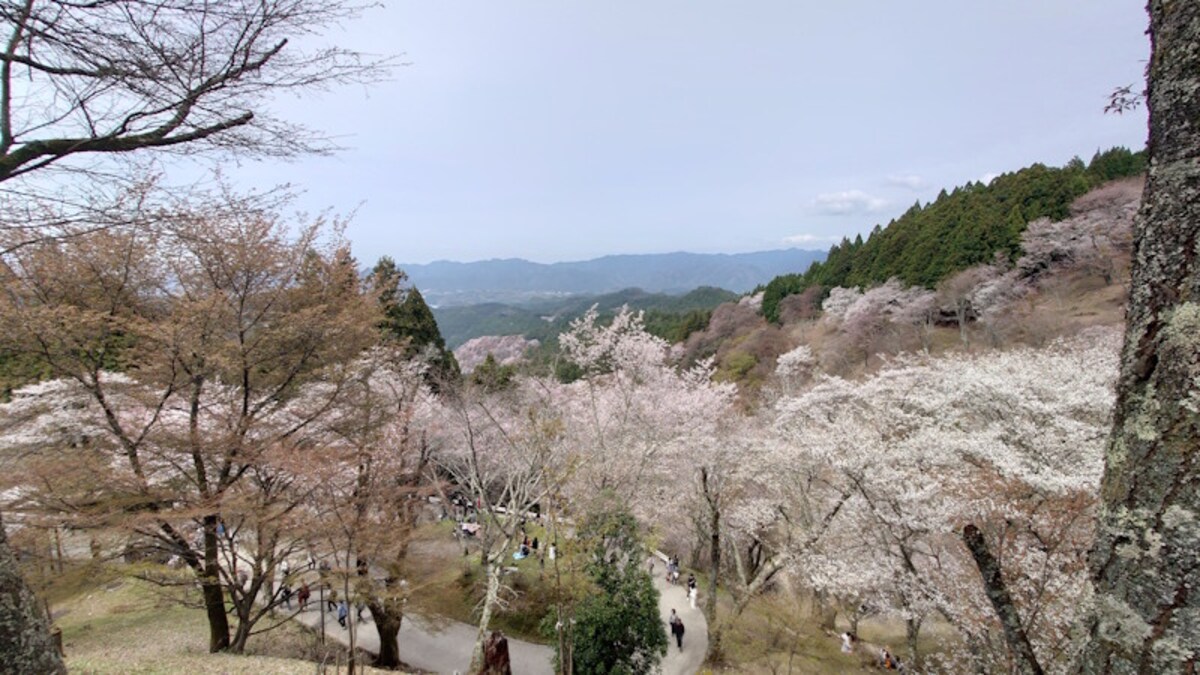 上千本から眺める吉野山の桜(4)