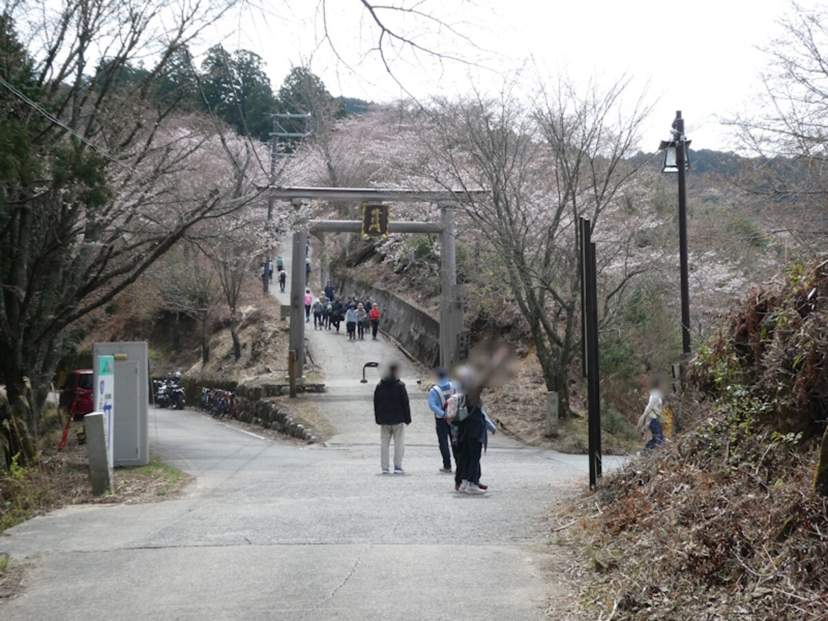 金峯神社の修行門と参道に咲く桜