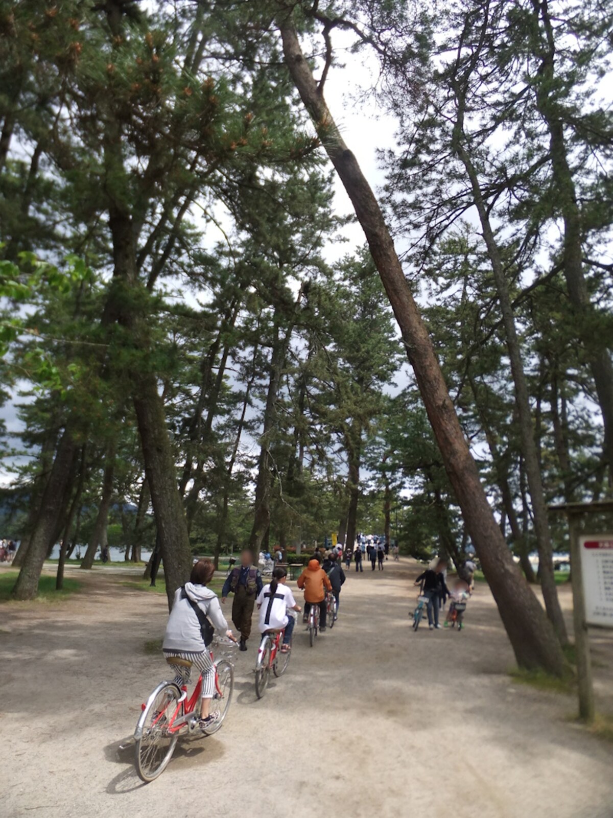 天橋立（2）／松林