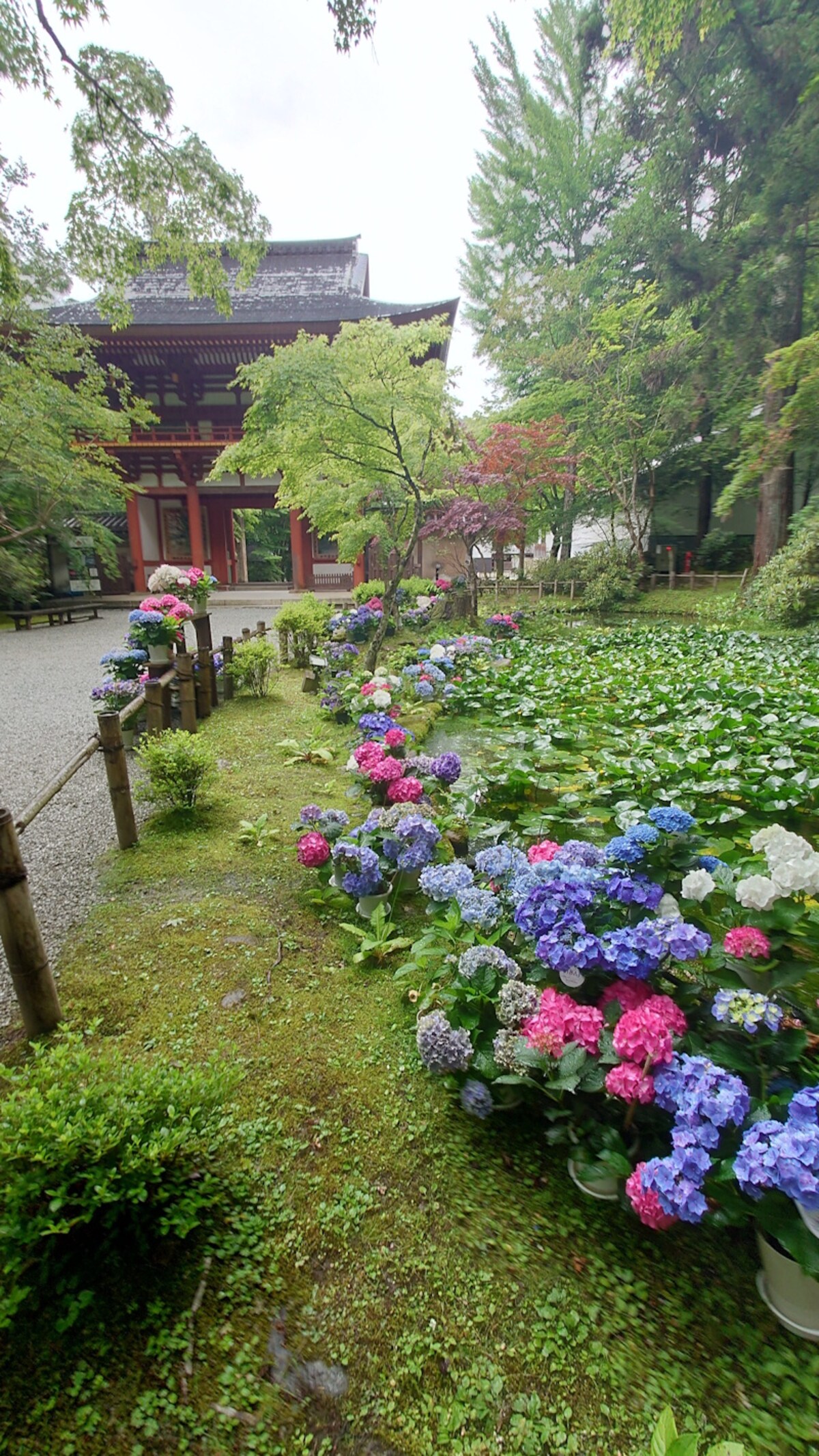 室生寺のあじさい（1）