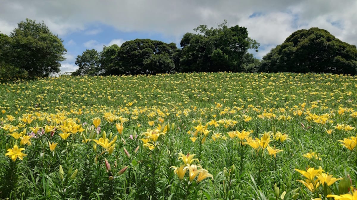 可睡ゆりの園（6）／黄色のすかしゆりの花畑